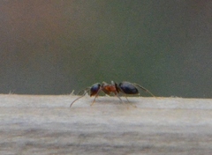 Lasius emarginatus