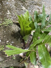 Drynaria quercifolia