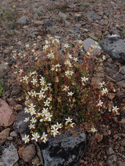 Saxifraga bronchialis
