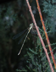 Chalcolestes parvidens