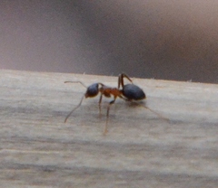 Lasius emarginatus
