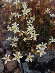 Saxifraga bronchialis