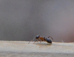 Lasius emarginatus