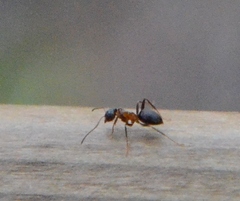 Lasius emarginatus
