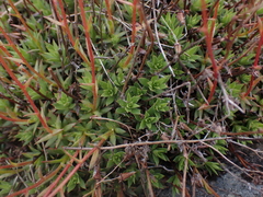 Saxifraga bronchialis