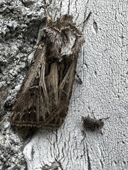 Agrotis gladiaria
