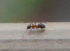 Lasius emarginatus