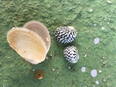 Nerita tessellata