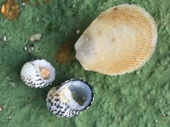 Nerita tessellata