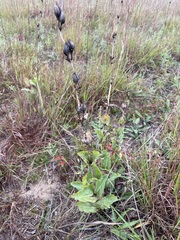 Penstemon grandiflorus