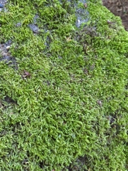 Rhynchostegium confertum