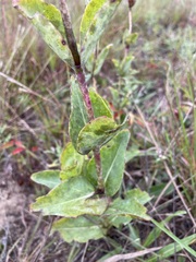 Penstemon grandiflorus