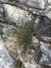 Juncus acutus