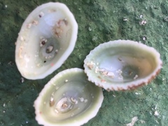 Fissurella barbadensis