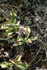 Ophrys tenthredinifera