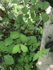 Viburnum prunifolium