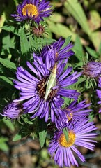 Oecanthus pini