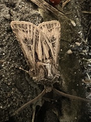 Agrotis gladiaria