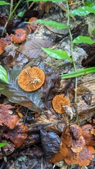 Gymnopilus