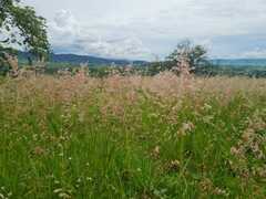 Melinis repens