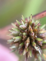 Cyperus lupulinus