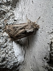 Agrotis gladiaria