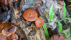 Gymnopilus