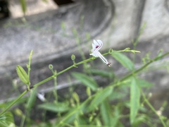 Andrographis paniculata