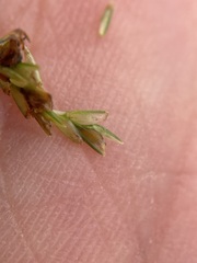 Cyperus lupulinus