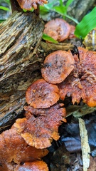 Gymnopilus