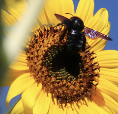 Xylocopa