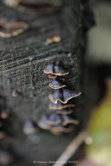 Hymenochaete rubiginosa