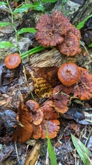 Gymnopilus