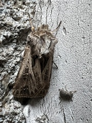Agrotis gladiaria