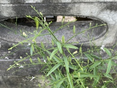 Andrographis paniculata