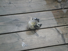 Coccothraustes vespertinus