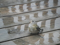 Coccothraustes vespertinus