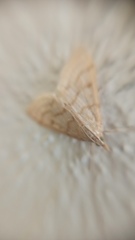Pyraustini