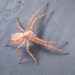 Philodromus aureolus