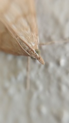 Pyraustini