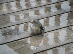 Coccothraustes vespertinus