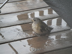 Coccothraustes vespertinus