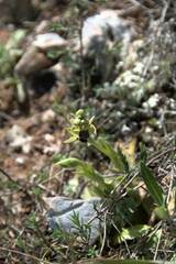Ophrys fusca