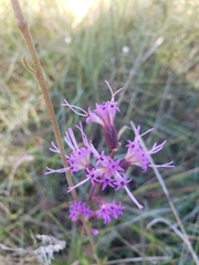 Liatris gracilis