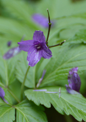 Cardamine glanduligera