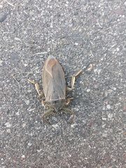 Lethocerus americanus