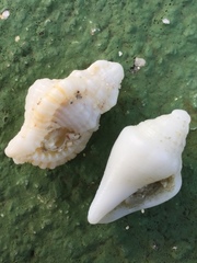 Monoplex nicobaricus