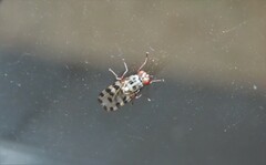 Otitinae