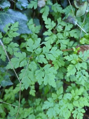 Geranium robertianum