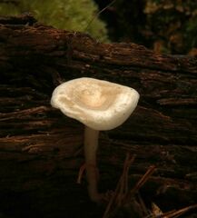 Leucocybe candicans